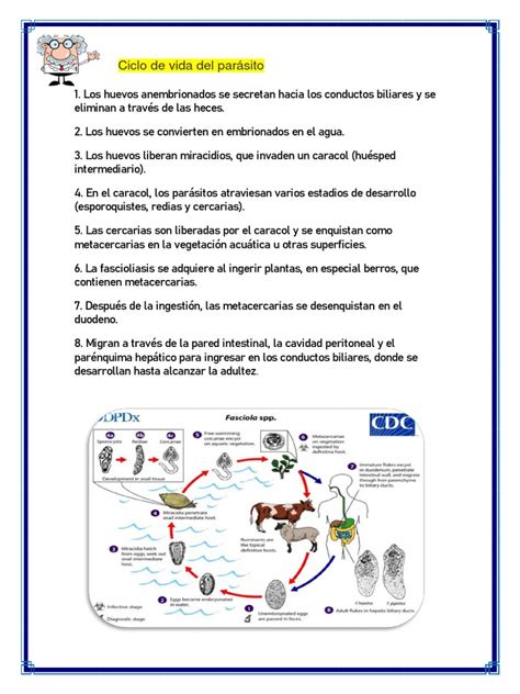 Esquema del ciclo de vida del parásito Anisakis en peces y mamíferos marinos