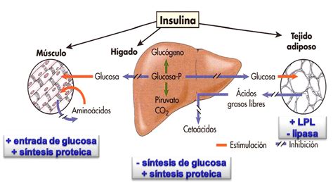 Diagrama simplificado del metabolismo de carbohidratos, glucosa e insulina en el cuerpo humano