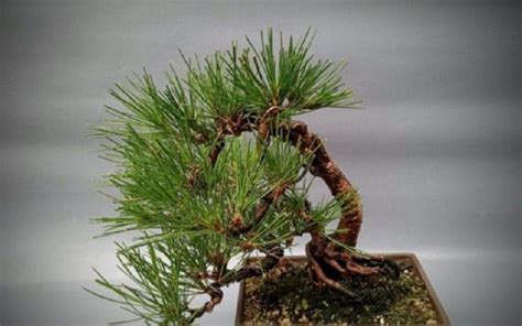 Jardín japonés con bonsáis de pino, simbolizando armonía y longevidad.