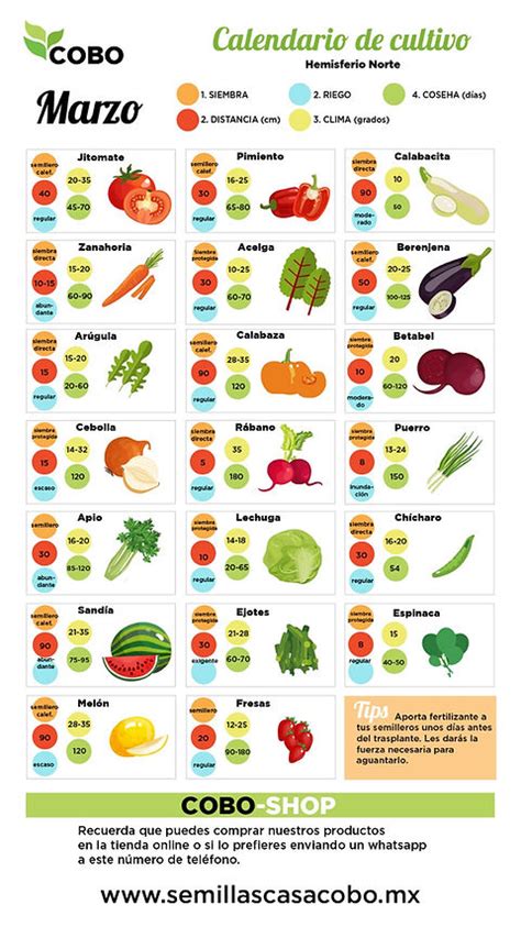 Calendario de siembra de maíz para diferentes regiones, destacando meses sin heladas