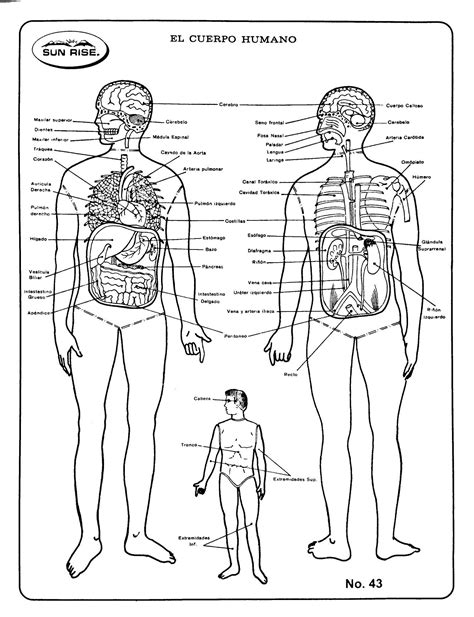 Esquema del cuerpo humano con énfasis en la zona del torso y brazos cruzados