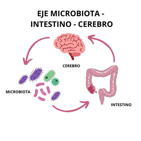 Esquema que ilustra el eje microbiota-intestino-cerebro y cómo los componentes de los alimentos ultraprocesados (azúcares, grasas, aditivos) afectan la comunicación entre el intestino y el sistema nervioso central.