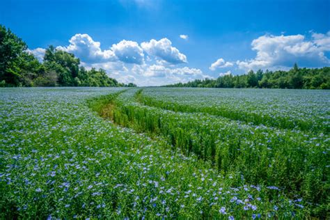 Campo de plantas de lino en floración