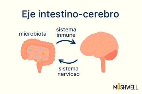 Diagrama mostrando el eje intestino-cerebro, la inflamación y la absorción de nutrientes