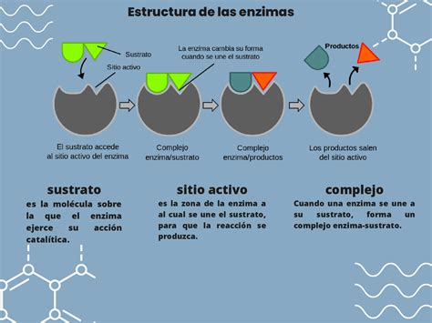 Esquema explicativo sobre la acción de las enzimas proteasas en la estructura de la masa.