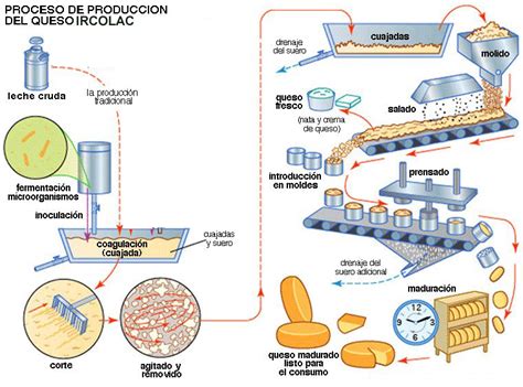 Esquema del proceso de producción de queso fresco, desde la coagulación de la leche hasta el empaquetado del producto final con alto contenido de humedad.