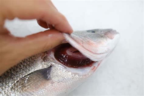 Detalle de un pescado fresco con ojos brillantes y agallas rojas
