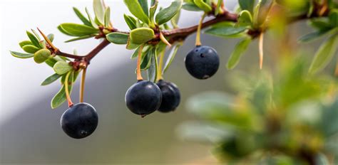 Frutos de calafate y ruibarbo frescos, listos para la preparación de dulces
