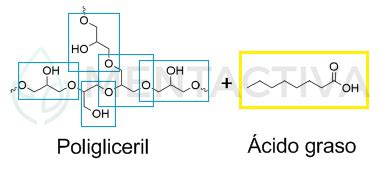 Esquema molecular del Poliglicerol Polirricinoleato (PGPR) y su estructura química con enlaces éter y éster, mostrando la cadena de glicerol y las cadenas de ácido ricinoleico.