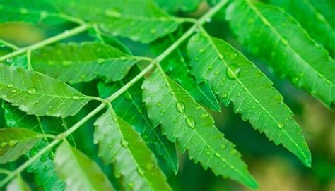 ilustración de la planta neem y sus usos