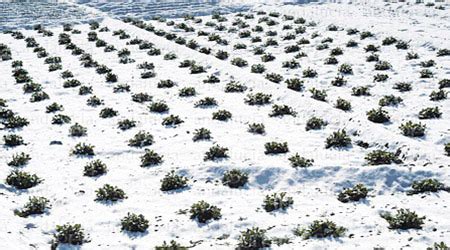 Esquema de una planta dañada por helada (blanca o negra)