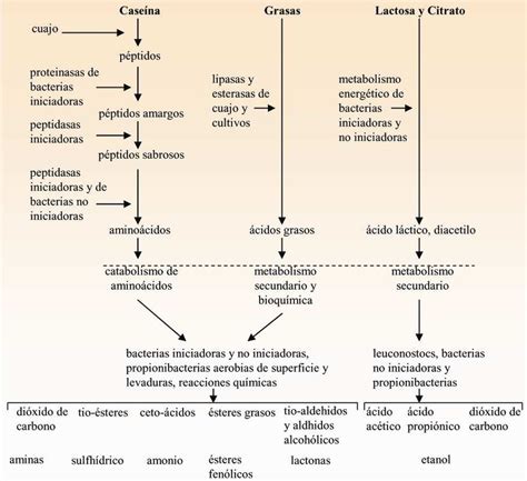 Esquema de las transformaciones bioquímicas durante la maduración del queso