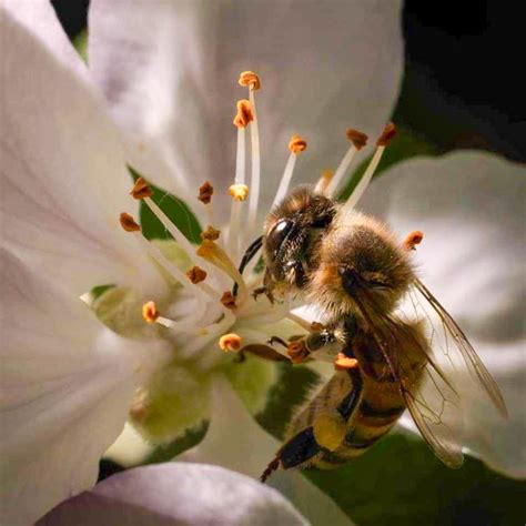 Campo de manzanos en flor con abejas polinizando