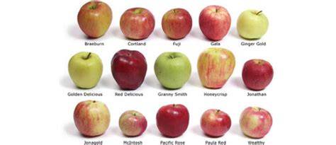 Ilustración de diferentes tipos de manzanas (rojas, verdes, amarillas) con sus nombres
