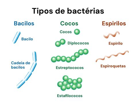 Infografía que muestra la diversidad de bacterias encontradas en las diferentes etapas de desarrollo del camarón, desde nauplio hasta postlarva.