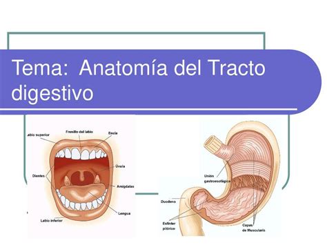 Esquema de la disposición macroscópica del tracto digestivo de Merluccius australis.