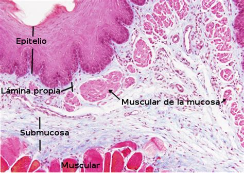 Microfotografía del esófago de Merluccius australis (H&E 40X), mostrando la mucosa (MC) con epitelio estratificado y células mucosas, la lámina propia (LP), la submucosa (SM) con tejido conectivo laxo, y la gruesa capa muscular (M) con fibras circulares externas y longitudinales internas.