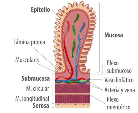Microfotografía del estómago de Merluccius australis (H&E 100X), detallando la mucosa (M) con epitelio simple plegado y células mucosas, lámina propia (LP) con glándulas gástricas (Gl), capa muscular de la mucosa (MscM), y capa muscular (M) con fibras longitudinales internas y circulares externas.