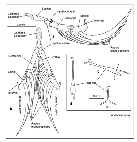 Esquema del aparato hioideo de Chirostoma humboldtianum (Valenciennes, 1835), mostrando vistas lateral izquierda, ventral, y detalles del urohial en vista lateral izquierda y dorsal.