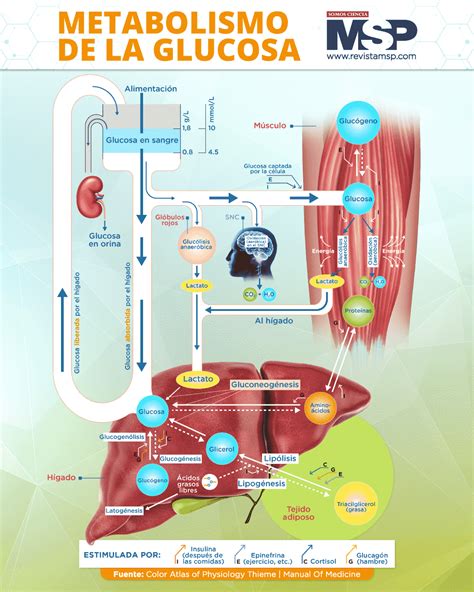 Infografía mostrando los pasos de batido de manteca, azúcar y glucosa, seguido de la incorporación de huevos y leche.