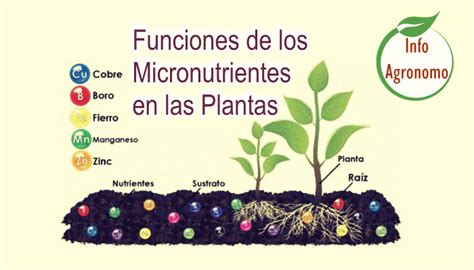 Esquema de las funciones de macronutrientes y micronutrientes en plantas