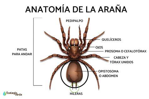 Esquema de una araña violinista con señalización de la marca en forma de violín en el cefalotórax y los tres pares de ojos.