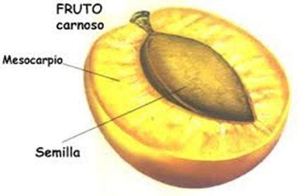 Diagrama mostrando la estructura microscópica del mesocarpio de la nuez de Brasil, destacando las células alargadas, esclereidas y canales.