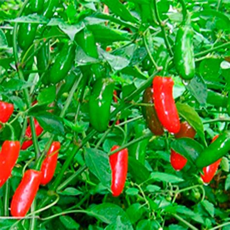 Esquema de un ají jalapeño mostrando sus partes y el contenido de capsaicina
