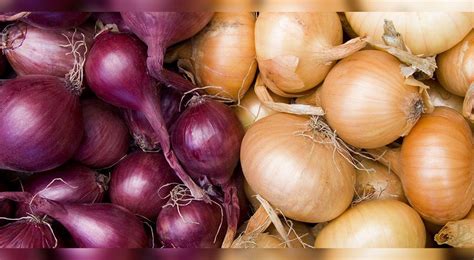 cebollas rojas y blancas, algunas cortadas