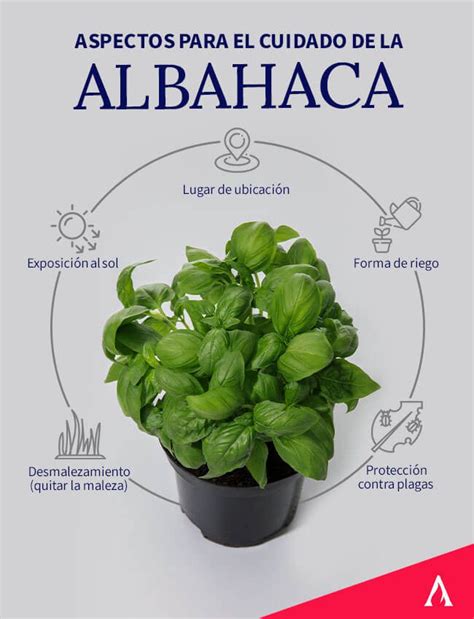 Infografía sobre los beneficios nutricionales de la albahaca destacando calcio, potasio, B1 y ácido fólico