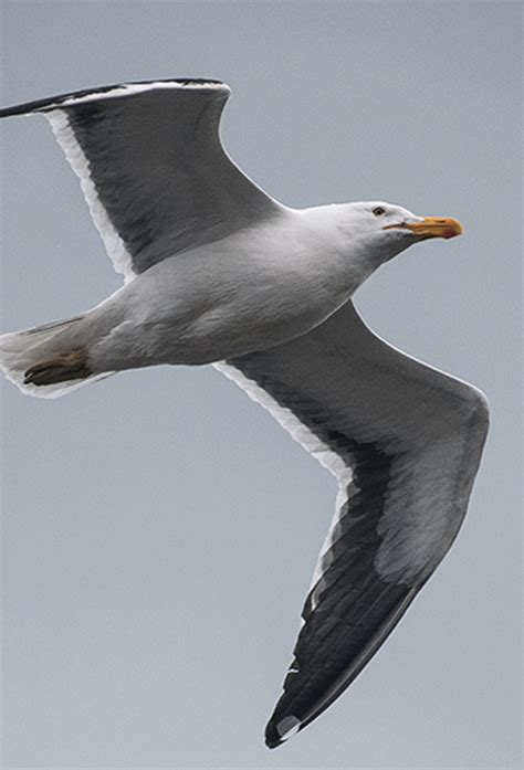 Esquema anatómico y morfológico de la Gaviota Cocinera destacando la glándula supraorbital o glándula de la sal.