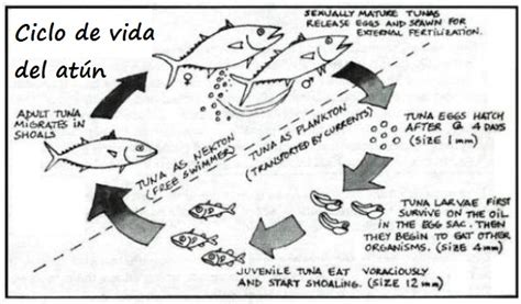 Esquema informativo que muestra el ciclo de vida del atún rojo y sus zonas de migración en el Mediterráneo y Atlántico.