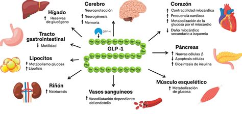 Esquema de acción de la liraglutida en el organismo