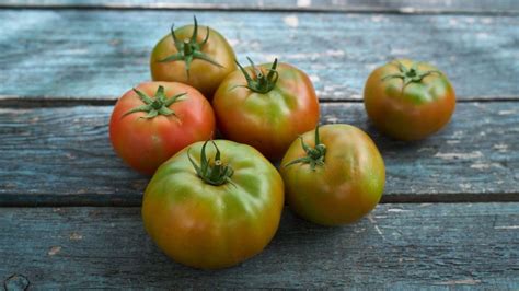 Variedades de tomates verdes y tomatillos frescos