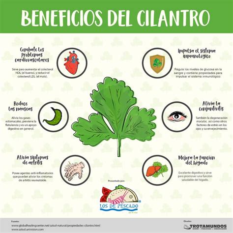 Infografía sobre los beneficios nutricionales del cilantro y la nuez de Brasil