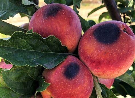 fotografía de una manzana con daño por golpe de sol