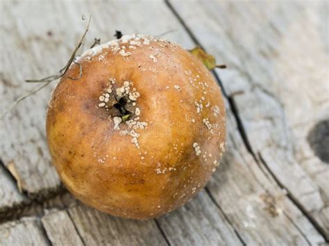 fotografía de una manzana afectada por grieta peduncular