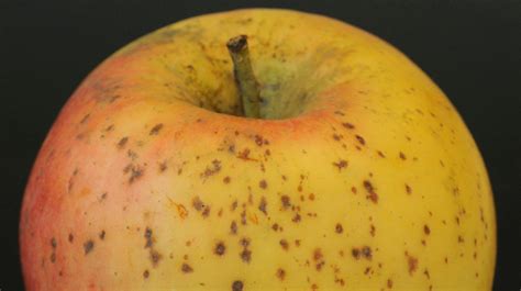fotografía de una manzana mostrando síntomas de lenticelosis