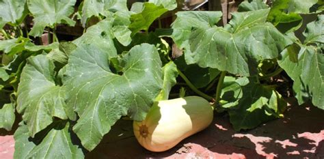 Planta de zapallo espagueti creciendo en huerto