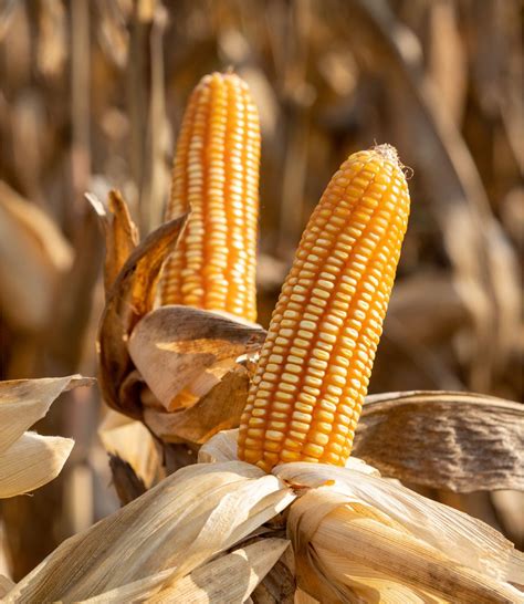 Imagen de un campo de maíz híbrido Dekalb 7508 en crecimiento