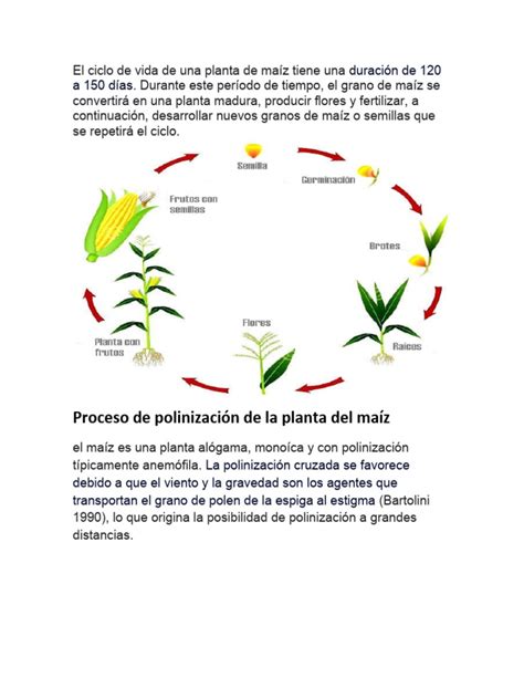 Infografía detallando el ciclo de vida del maíz Dekalb 7508