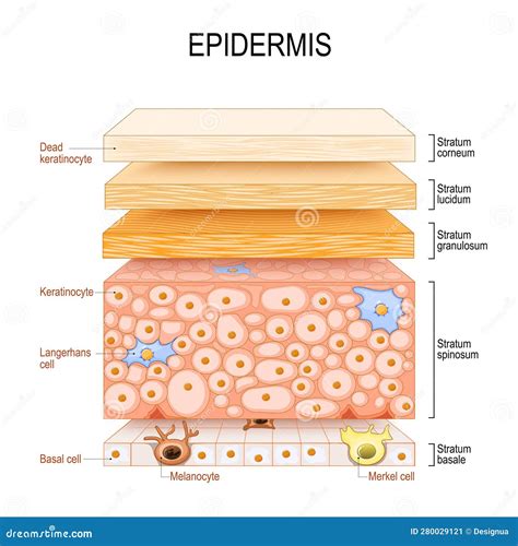 Esquema de las capas de una tartaleta y cómo la humedad del relleno afecta la base