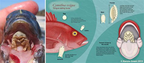 Esquema anatómico de Cymothoa exigua