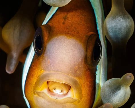 Ilustración de un pez anfitrión con Cymothoa exigua adherida a su lengua