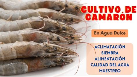 Esquema detallado del proceso de cría de camarón, desde el laboratorio de maduración hasta el estanque de engorde