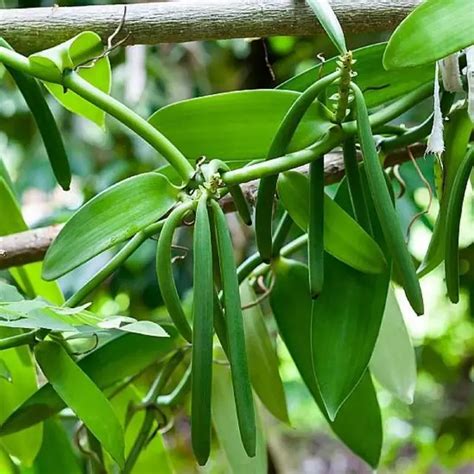 Ilustración de la planta de vainilla (Vanilla planifolia) en su hábitat natural, trepando un árbol