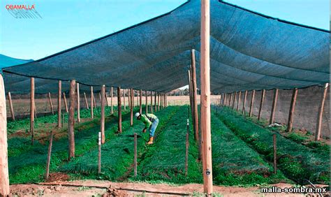 Comparativa visual de un cultivo de vainilla en sistema acahual vs. monocultivo bajo malla sombra