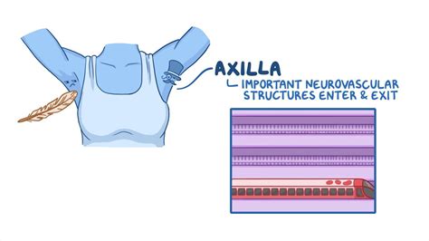 ilustracion de axila suave y tono uniforme
