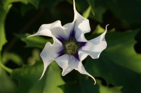 Ilustración de una planta de toloache (Datura stramonium)