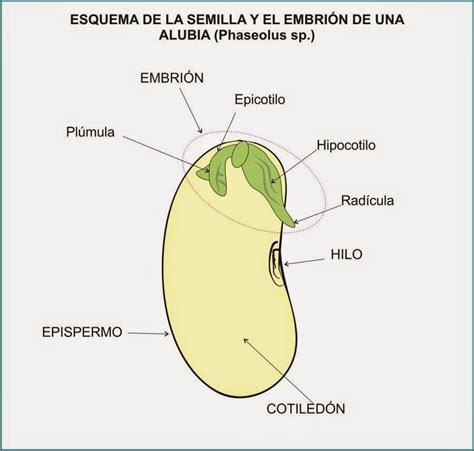 Esquema de las partes de una semilla de dicotiledónea (poroto)